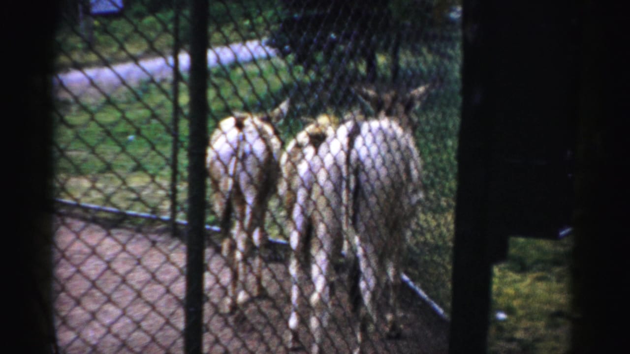 Donkeys move away from the camera inside a fenced Catskill Game Farm enclosure in 1957 home-movie footage.