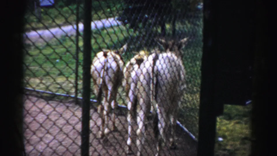 Donkeys move away from the camera inside a fenced Catskill Game Farm enclosure in 1957 home-movie footage.