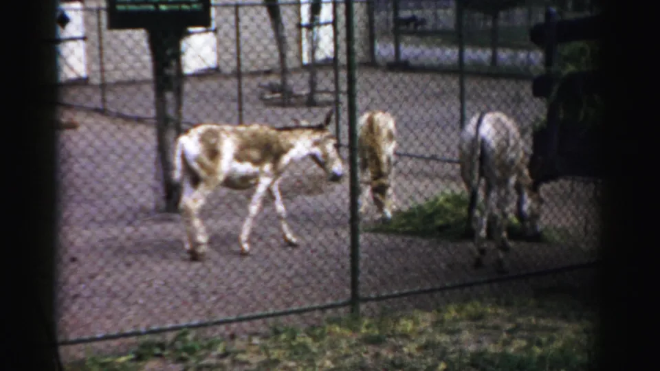 Three donkeys feed or stand near grass inside a fenced enclosure at Catskill Game Farm.