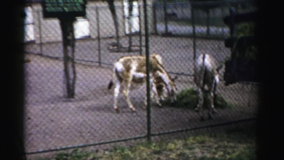 Donkeys graze and stand near scattered grass in a fenced outdoor pen in 1957 Catskill footage.