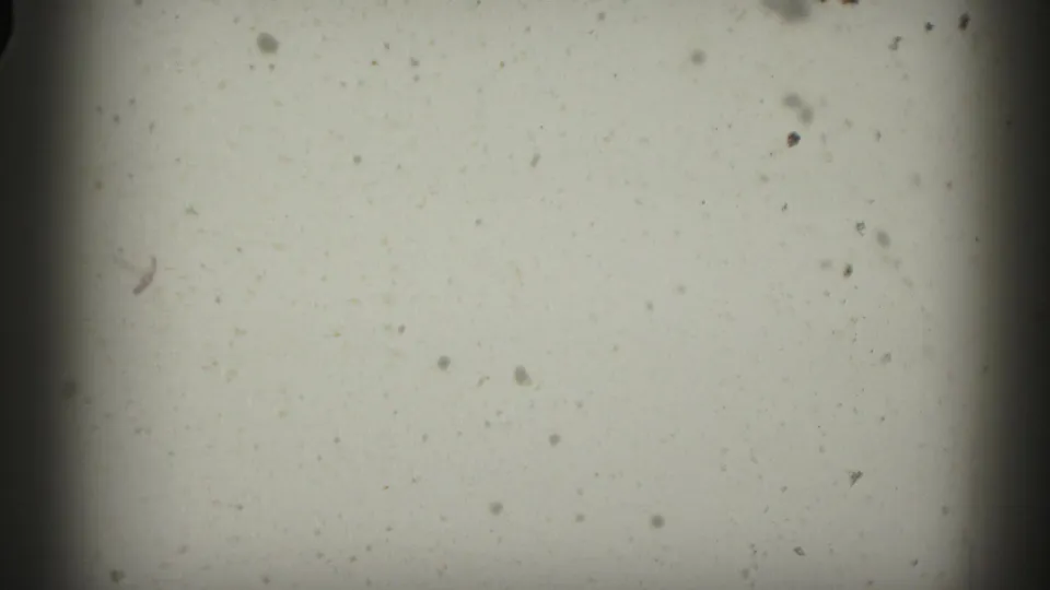 A pale blank 8mm frame appears with dust specks, soft exposure falloff, and dark gate-edge shading.