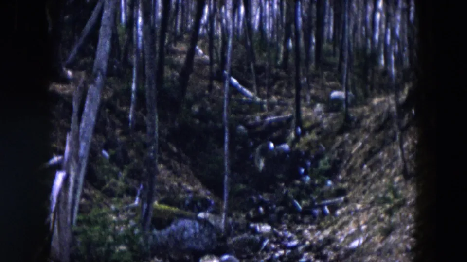 1957 Hicksville frame of a wooded slope with slender tree trunks, fallen branches, mossy ground, and a small rocky stream.