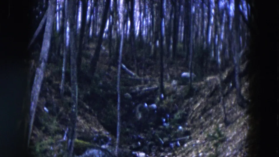 1957 Hicksville home-movie view into dense woods, with tall trunks, scattered rocks, undergrowth, and a stream bed.
