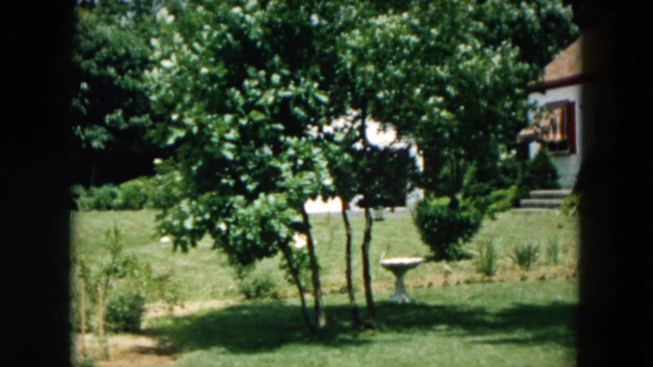 Suburban backyard with lawn, trees, a small birdbath, and part of a house.