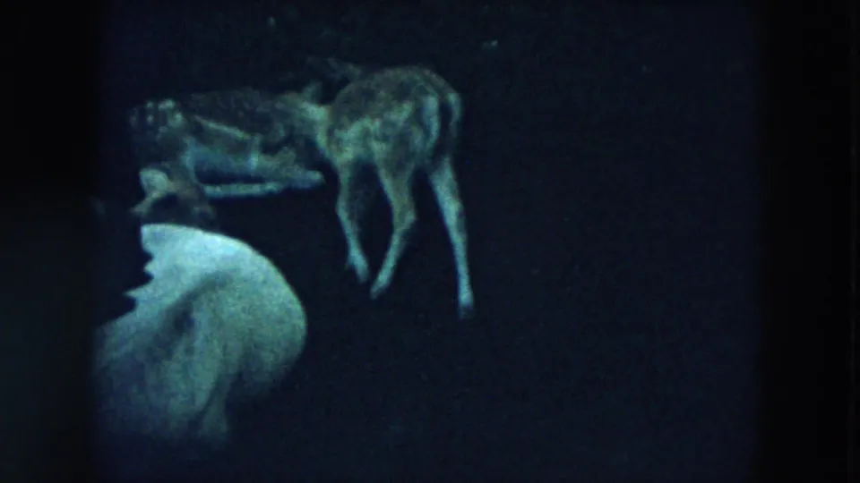 1957 Hicksville 8mm frame with a young spotted deer beside indistinct animal forms and a pale bird-like shape in low light.