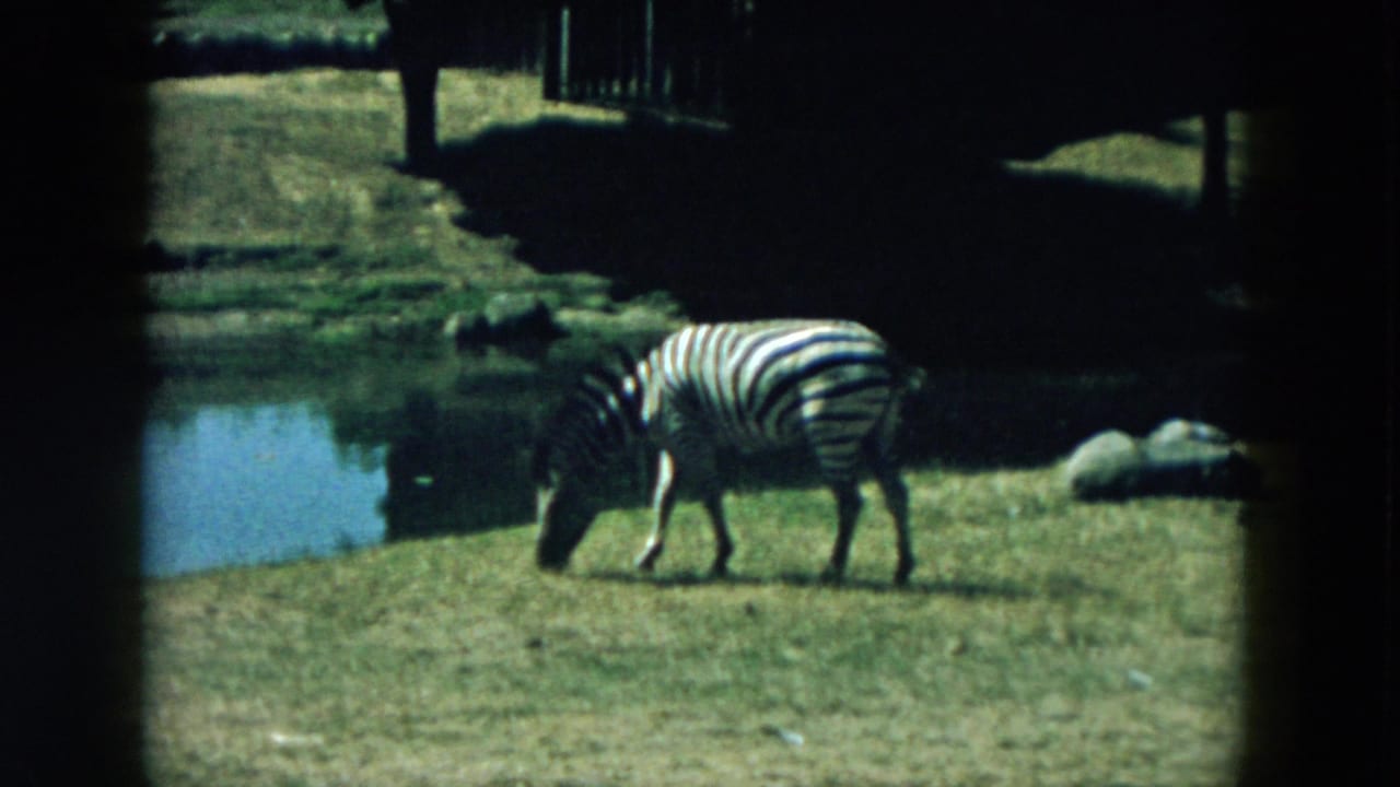 1957 8mm frame from Hicksville, New York, showing a zebra lowering its head to graze beside a small pond in a wildlife enclosure.