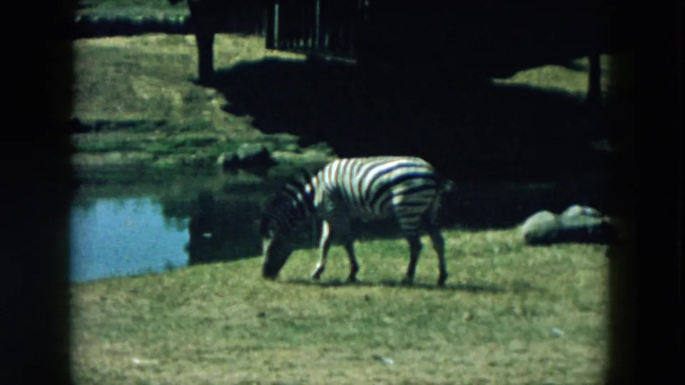1957 8mm frame from Hicksville, New York, showing a zebra lowering its head to graze beside a small pond in a wildlife enclosure.