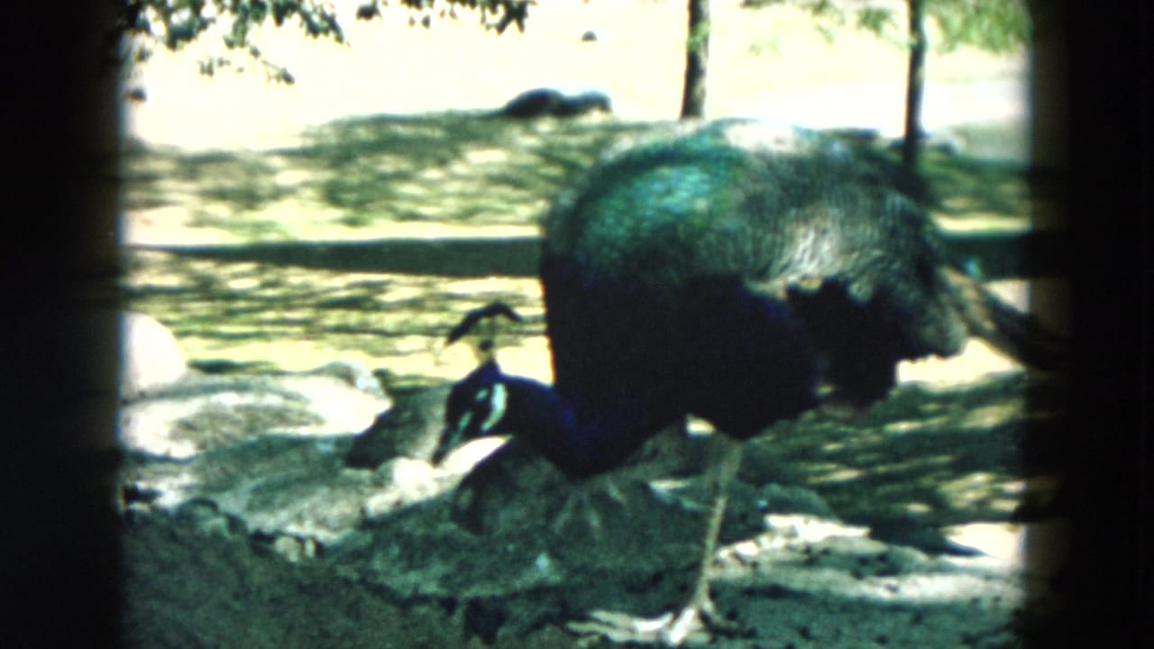 1957 Hicksville wildlife sanctuary view of a peacock moving through a sunlit enclosure with rocks, trees, and pale ground behind it.