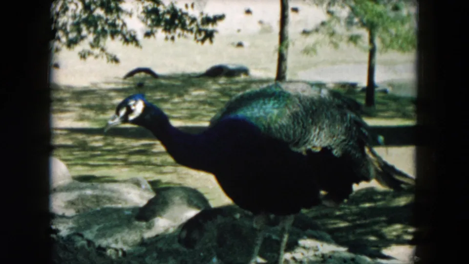 A 1957 8mm home-movie frame shows a peacock in profile at the Hicksville sanctuary, with iridescent plumage, rocks, and trees visible.