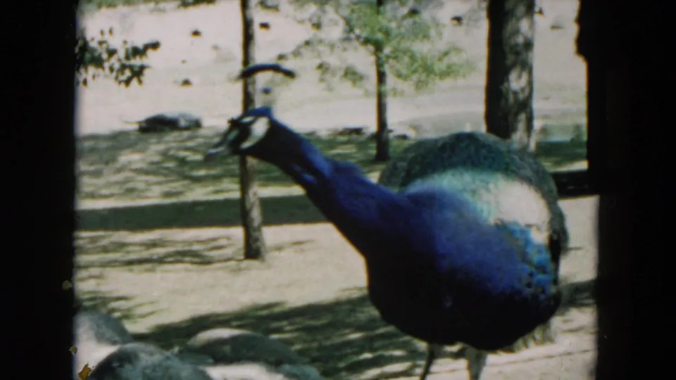 The final 1957 Hicksville frame shows a peacock from behind, its blue body and green tail feathers framed by trees and bright ground.