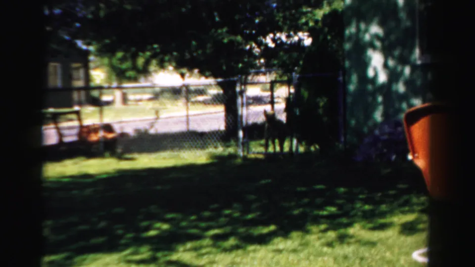 1957 Normal, Illinois yard view with tree shade, chain-link fence, dog near the background, and an orange object at the frame edge.