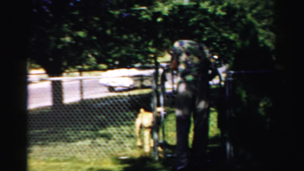 Tan dog walks near a chain-link fence while a man stands partly shaded beside it.