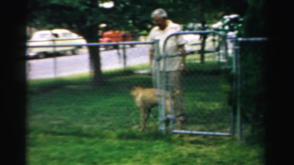 A man remains near the chain-link gate as the tan dog stands in the yard, with a residential street and parked cars visible behind trees.