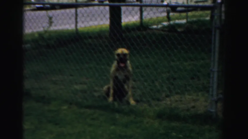 A brown dog sits behind a chain-link fence in the same 1957 Normal, Illinois suburban yard setting.