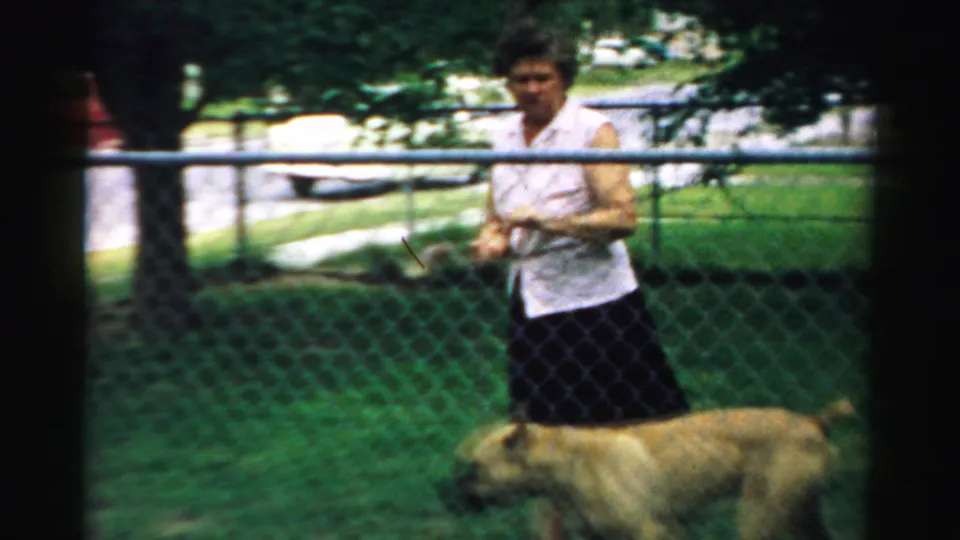 The woman appears to hold a leash or strap as the dog walks along the chain-link fence in the grassy yard.