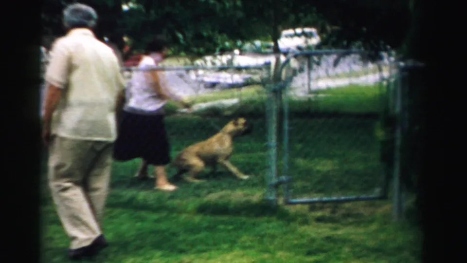 The leashed dog sits by the chain-link gate while the woman guides it and the man moves across the yard in Normal, Illinois.