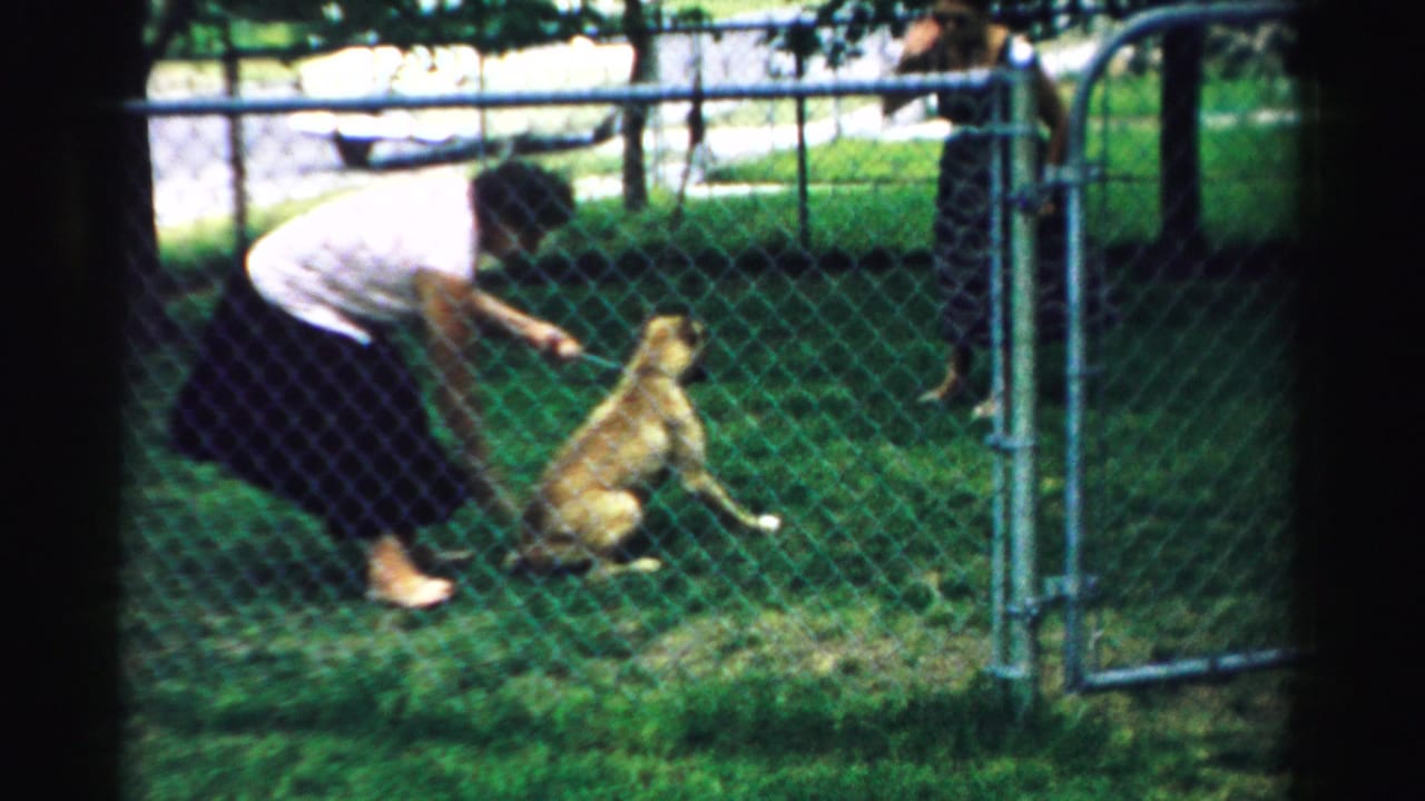 In a 1957 Normal, Illinois backyard, a woman leans toward a seated dog inside a chain-link fence.