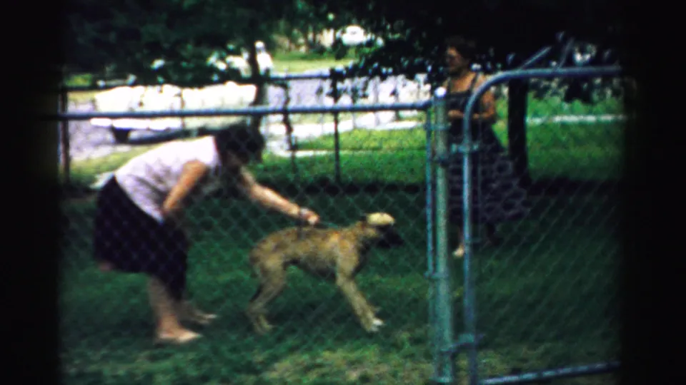 In the fenced grassy yard, the woman reaches toward the dog after it stands near the gate.