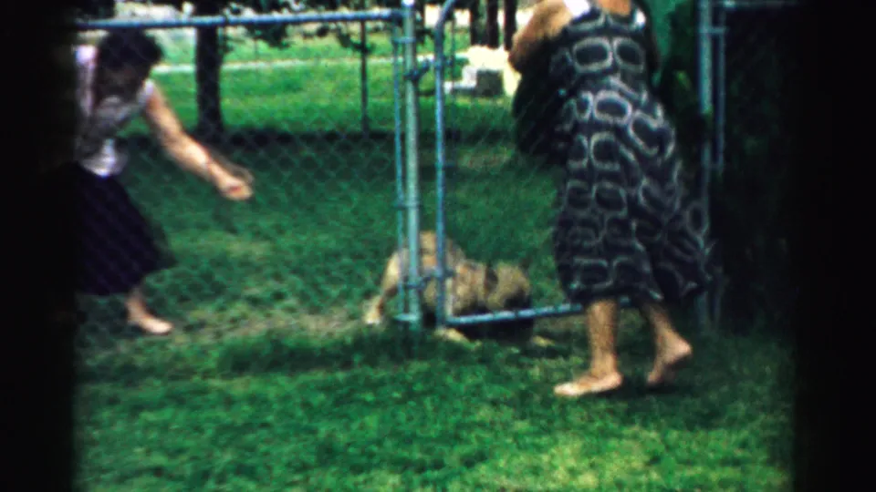 Two women appear near a chain-link gate in a grassy Normal, Illinois yard as the large brindle dog moves partly out of frame.