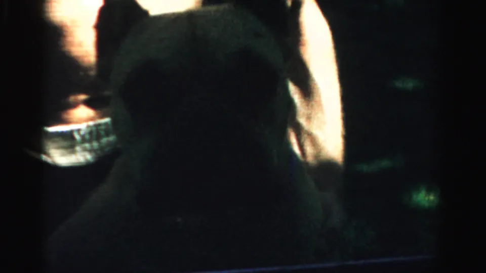 The clip ends on a dim close view of a dark dog, with a car and house exterior partly visible in the background.