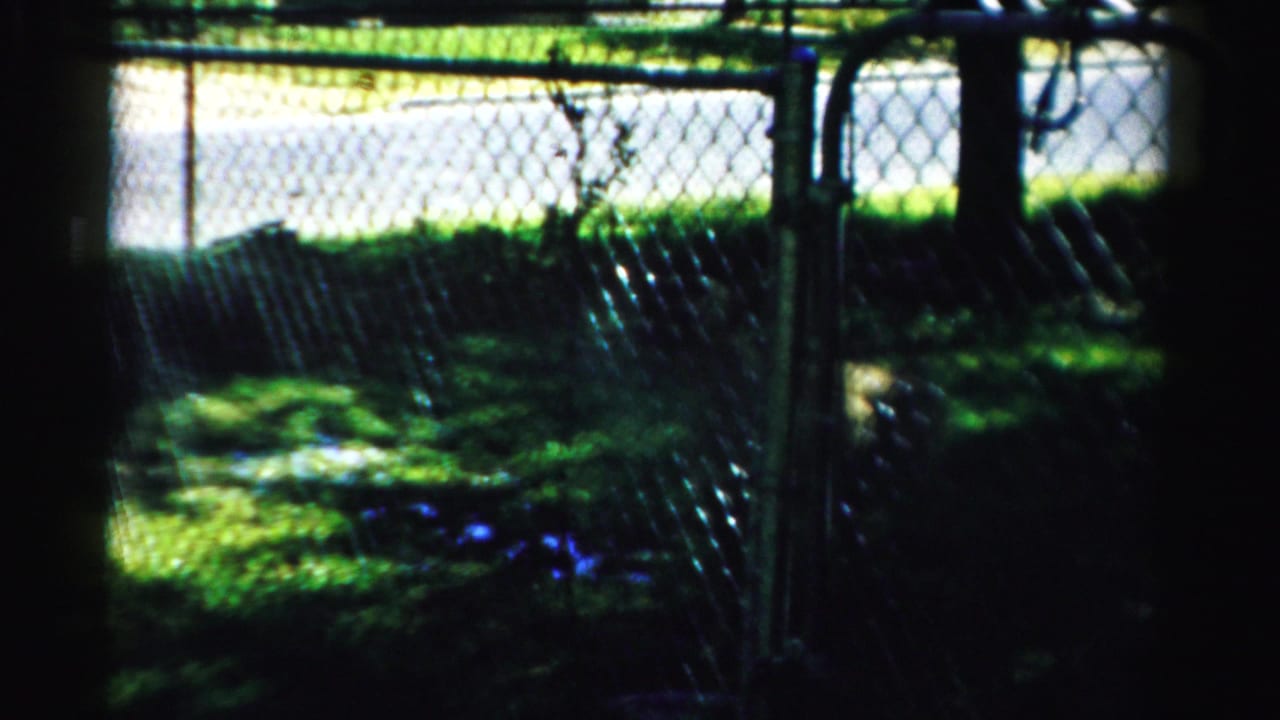 Chain-link fence and shaded grass with a small dog partly visible behind it.