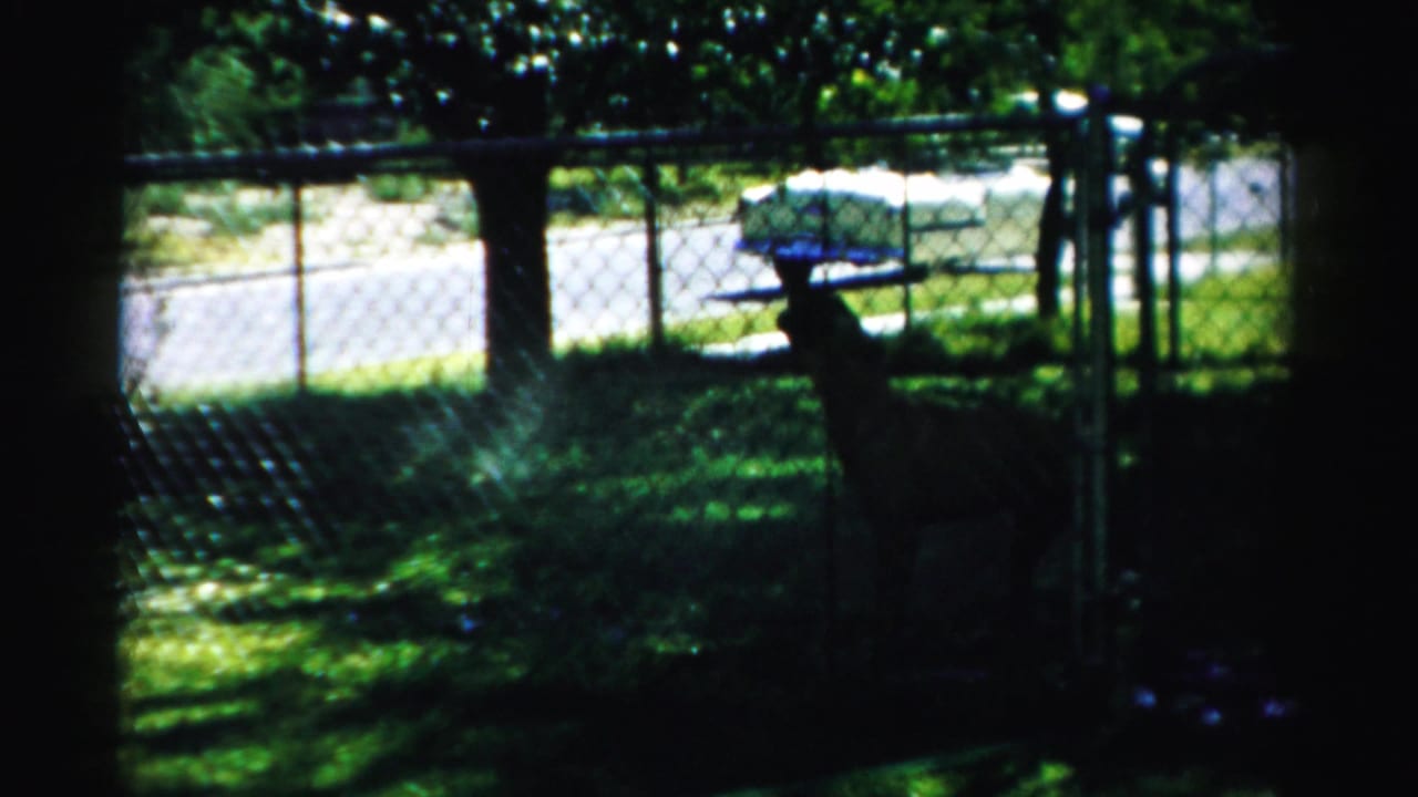 In 1957 Normal, Illinois home-movie footage, a dog stands alert behind a chain-link fence with grass, trees, and a parked car beyond.