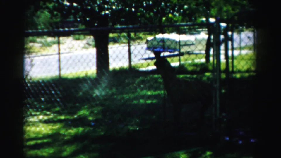 In 1957 Normal, Illinois home-movie footage, a dog stands alert behind a chain-link fence with grass, trees, and a parked car beyond.