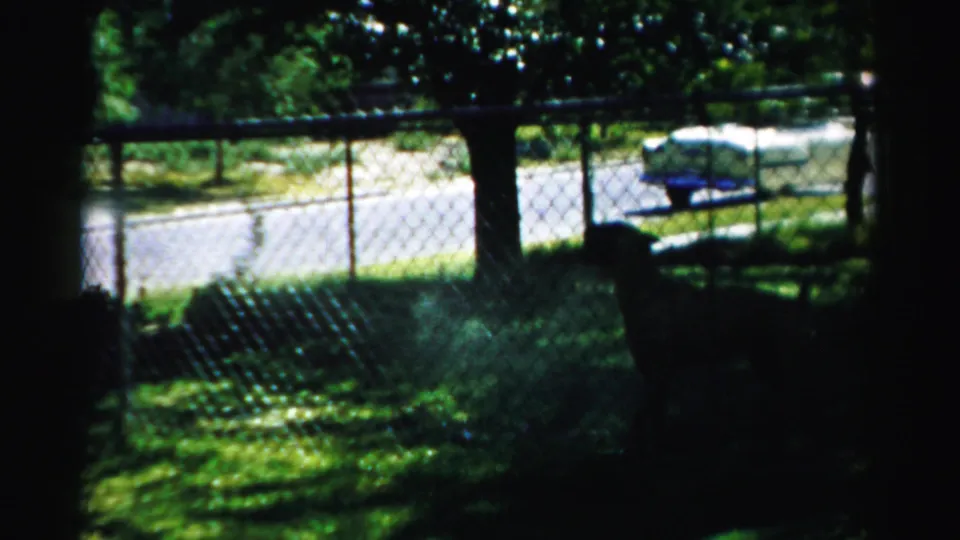 The dog remains near the chain-link fence in a shaded Normal, Illinois yard, with a bright street and parked car visible beyond.