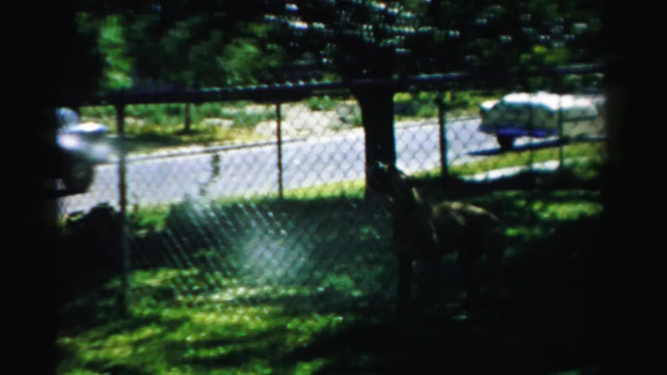 A dog is partly visible in the shaded yard behind the fence, while a light vehicle appears at the left edge of the residential street.