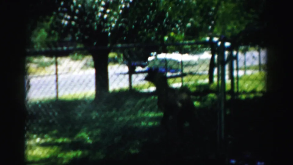 The final frame shows the dog as a dark silhouette behind the chain-link fence, set against grass, trees, and a sunlit parked car.