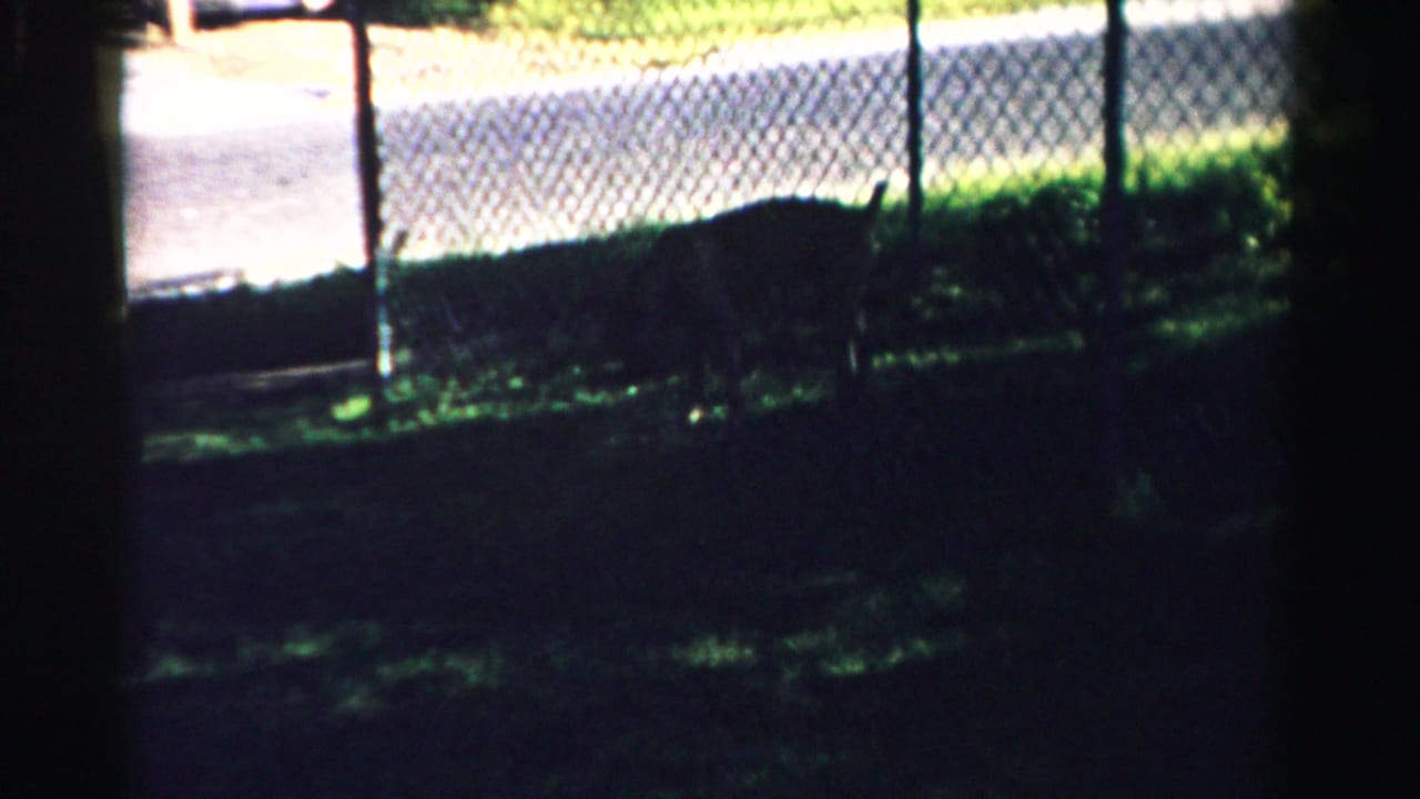 A dog appears in shadow near grass and a chain-link fence, with a bright road or path beyond, in 1957 Normal, Illinois footage.