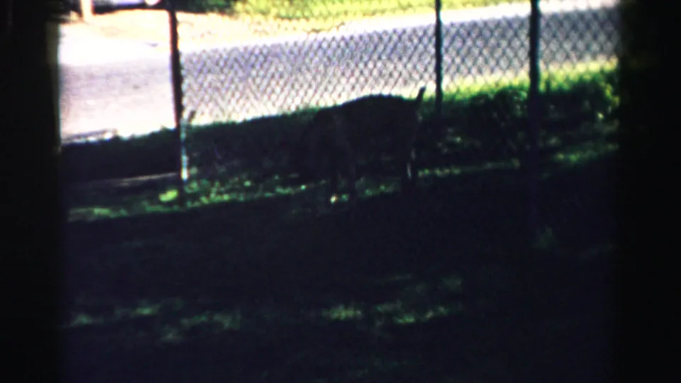 A dog appears in shadow near grass and a chain-link fence, with a bright road or path beyond, in 1957 Normal, Illinois footage.