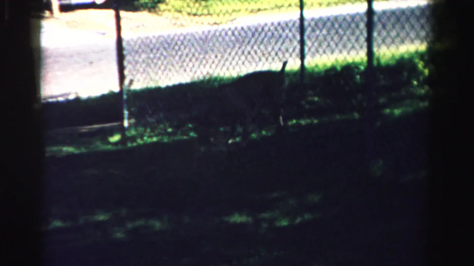 The camera looks toward a chain-link fence and sunlit road or path beyond, with grass and deep shade in the foreground.