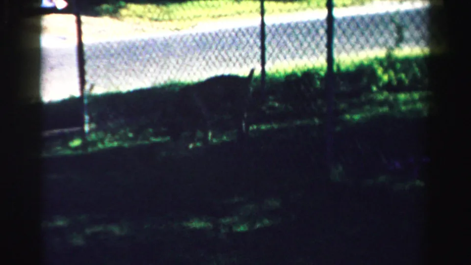 A dark dog shape remains near the chain-link fence and grass, partly obscured by exposure and shadow in the 8mm frame.