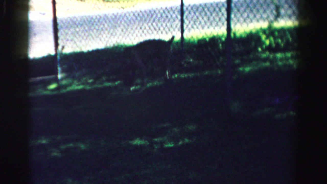 Small dog moving through shaded grass near a chain-link fence.