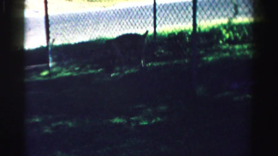 1957 Normal, Illinois 8mm frame with a small dog in dark grass beside a chain-link fence and bright pavement beyond.