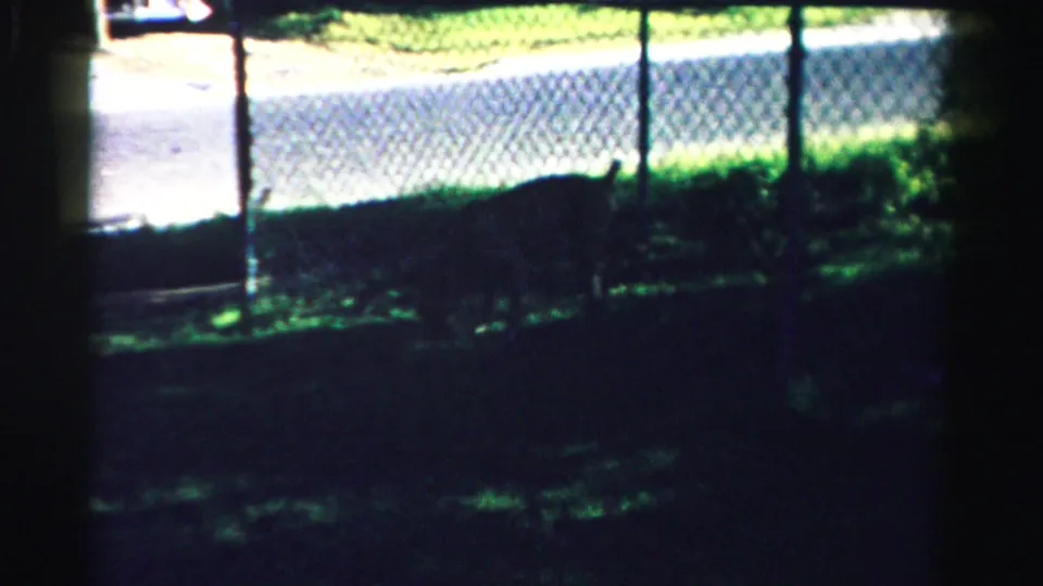 1957 Normal, Illinois 8mm frame showing a dog partly obscured in shade near a chain-link fence and sunlit pavement.