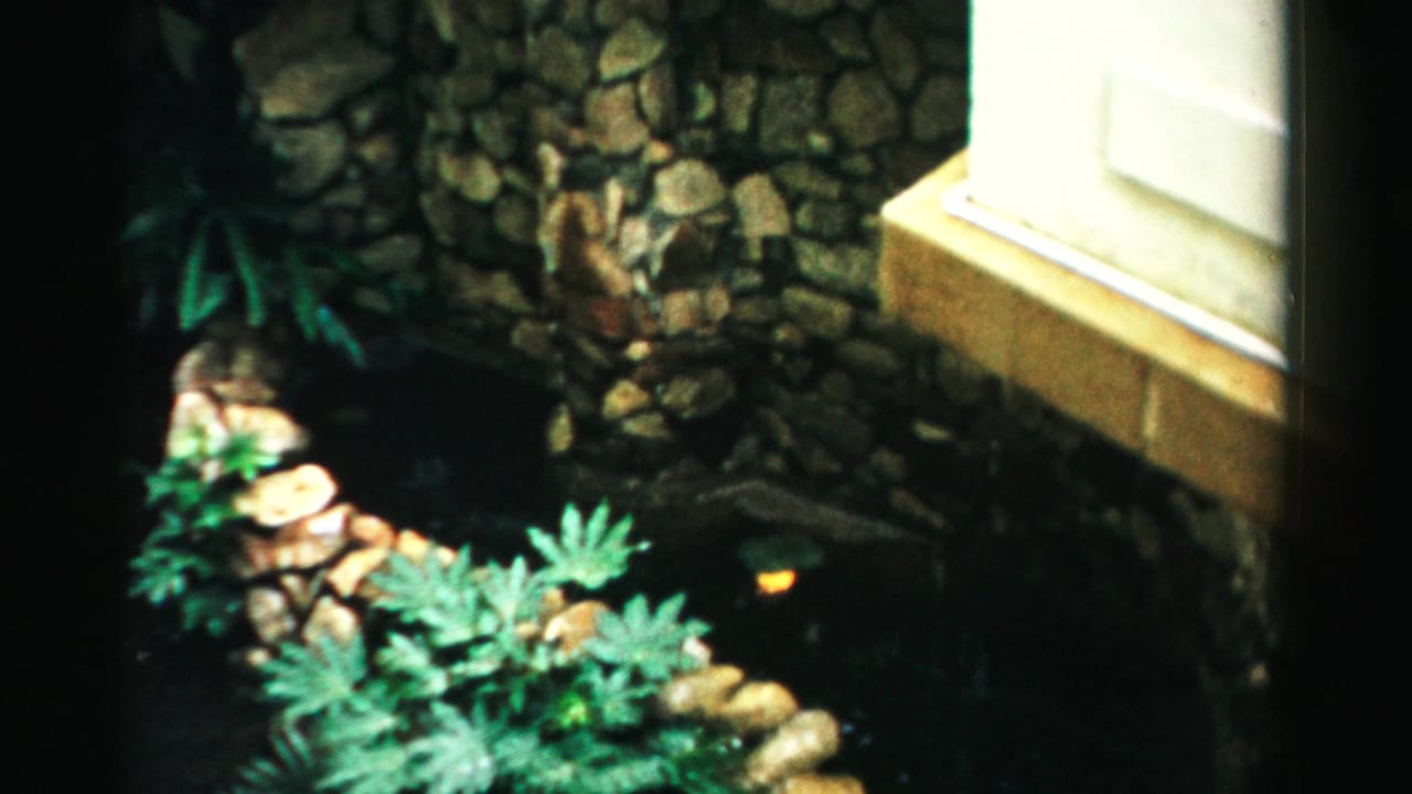 Stone-lined pond with leafy green plants beside a pale building edge.