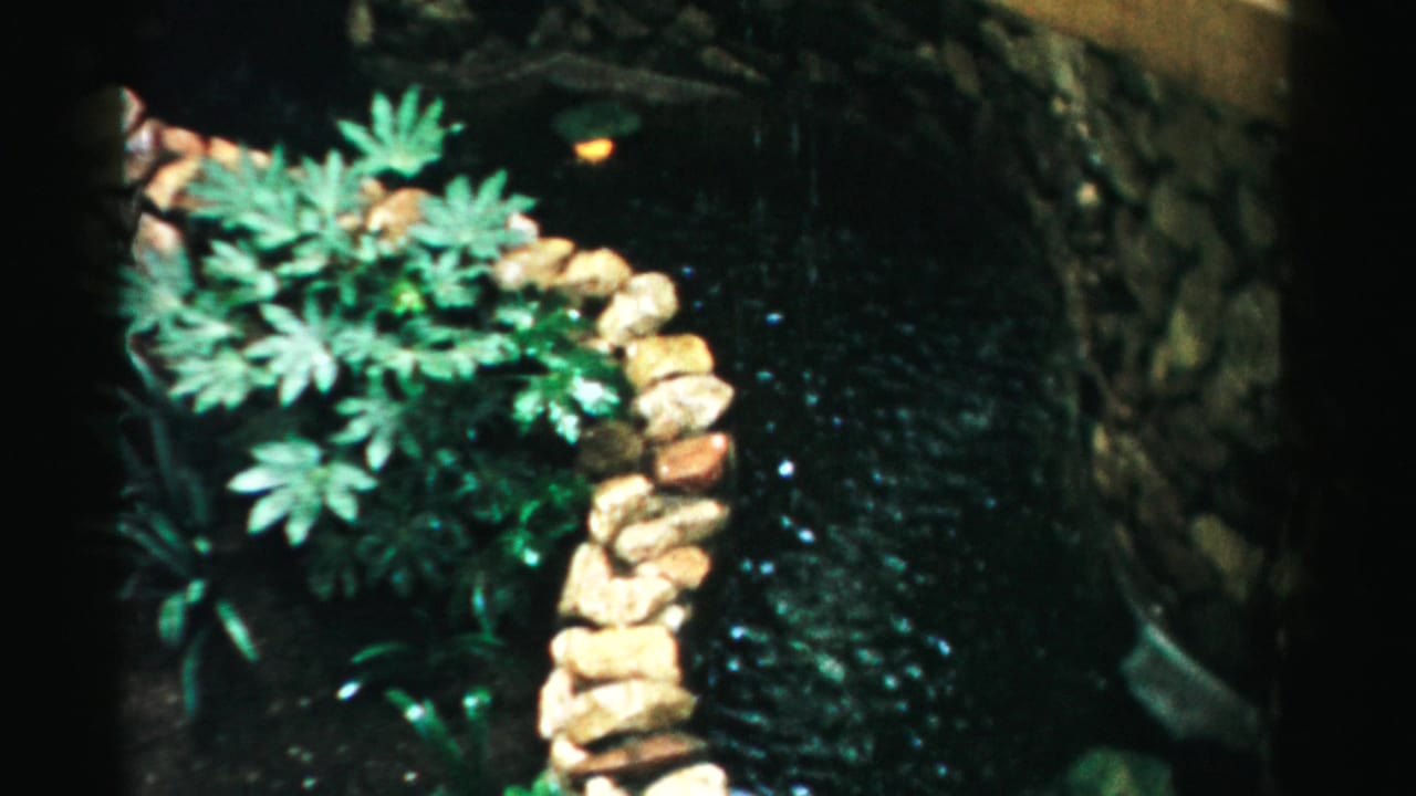 Curved stone pond edge with leafy plants and dark rippling water.