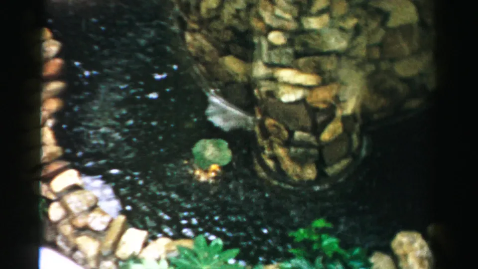 1957 Las Vegas 8mm frame showing dark pond water, irregular stonework, a lily pad, and a small fountain stream near masonry.