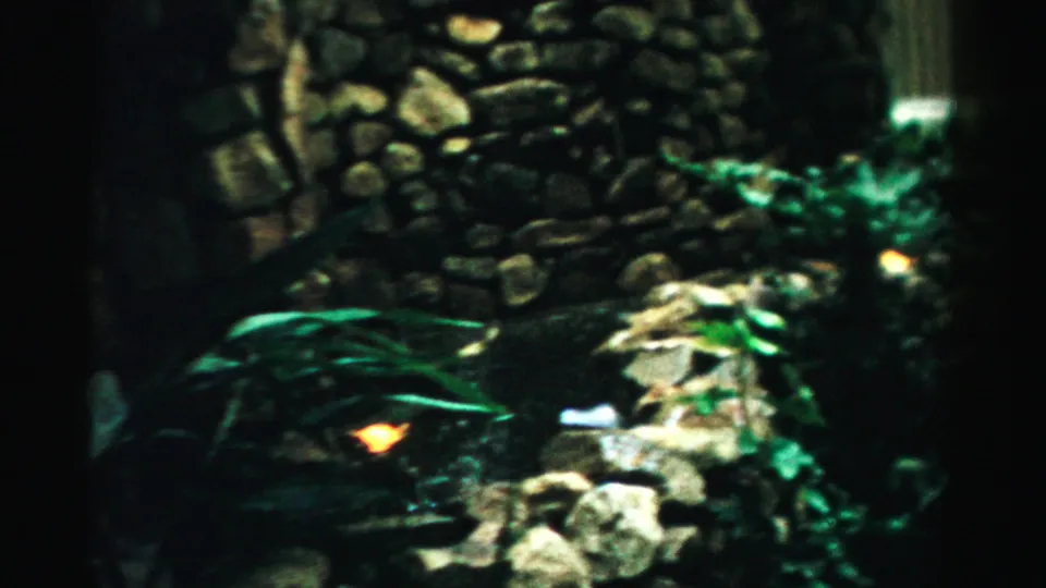 1957 Las Vegas home-movie frame with a closer view of the stone garden feature, broad leaves, darker foliage, and a small warm light.