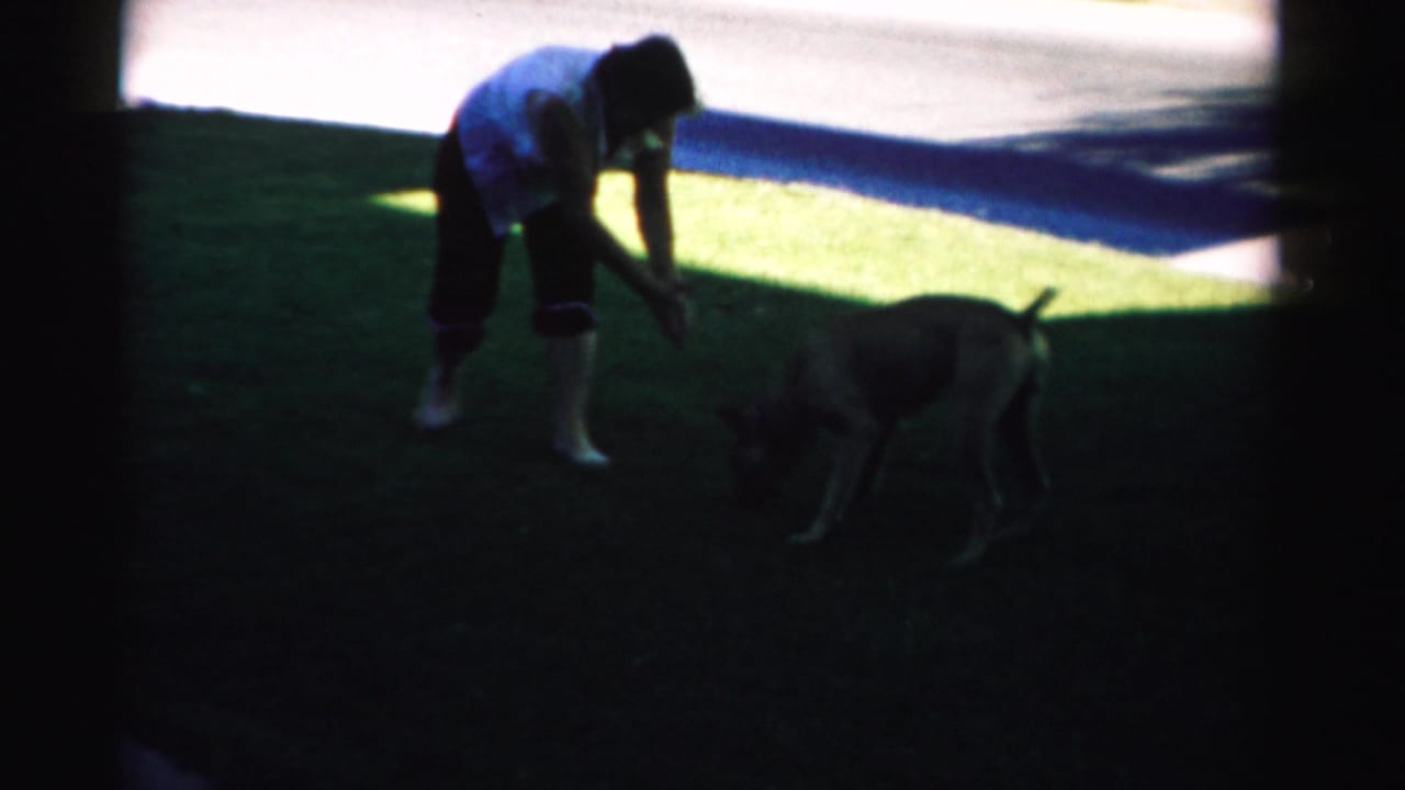Adult bends toward a brown dog on a shaded lawn beside a bright paved area.