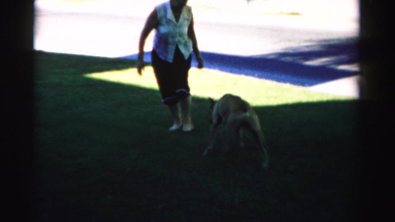 Adult stands on a lawn while a brown dog sniffs near the ground.