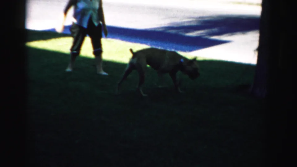 A brown dog moves across the shaded lawn while the adult remains partly cropped at the left edge.
