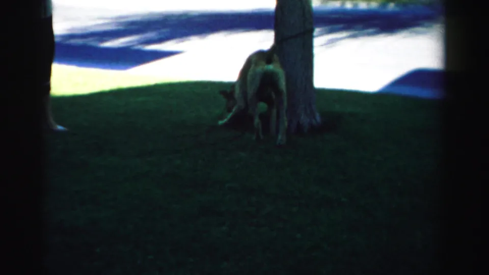 The brown dog stands near a tree trunk and sniffs the shaded grass in the backyard setting.
