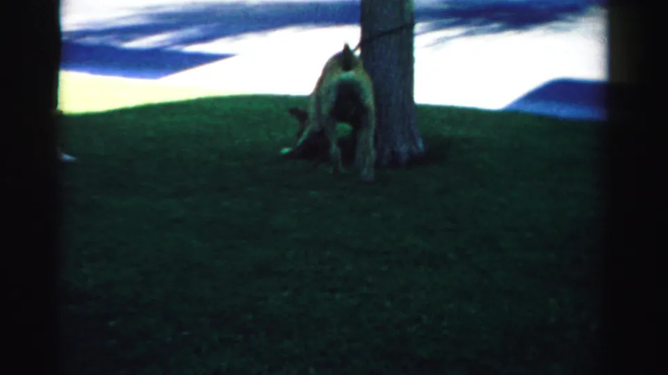 In the 1957 Nevada home-movie clip, a large dog sniffs near a tree while an adult stands partly in frame on a shaded lawn.