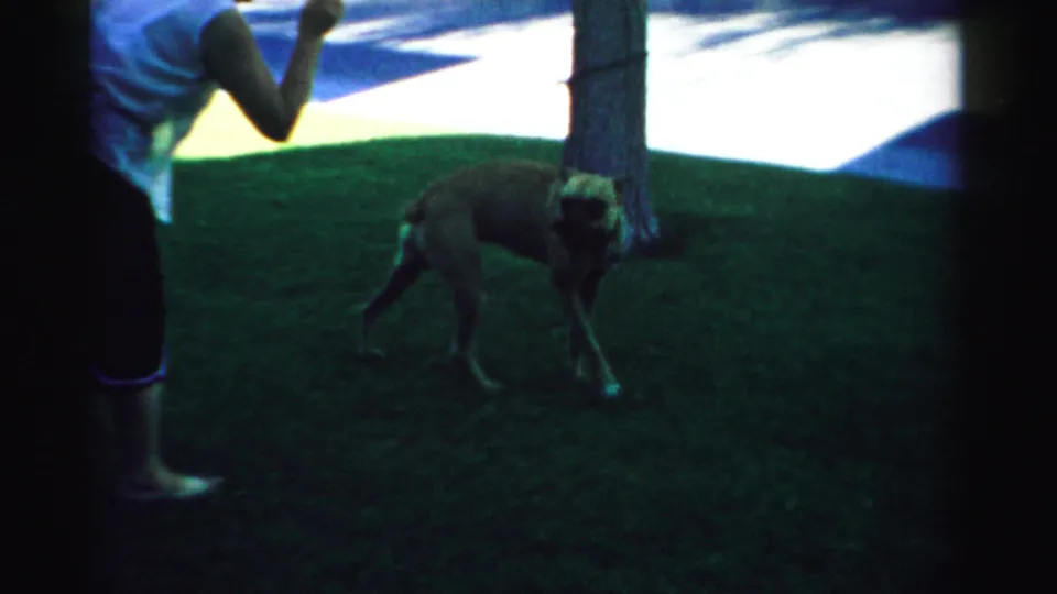 An adult in a white top stands close to a large dog on a shaded Nevada lawn, with a tree and bright street area behind them.