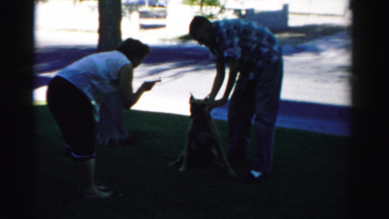 A woman points toward a sitting dog as a man bends over it on the grass.