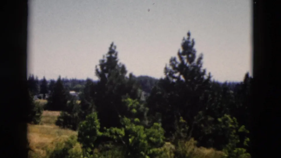 1958 Yellowstone-area forest landscape with evergreen trees, pale sky, and dark window-like edges in an 8mm home-movie frame.