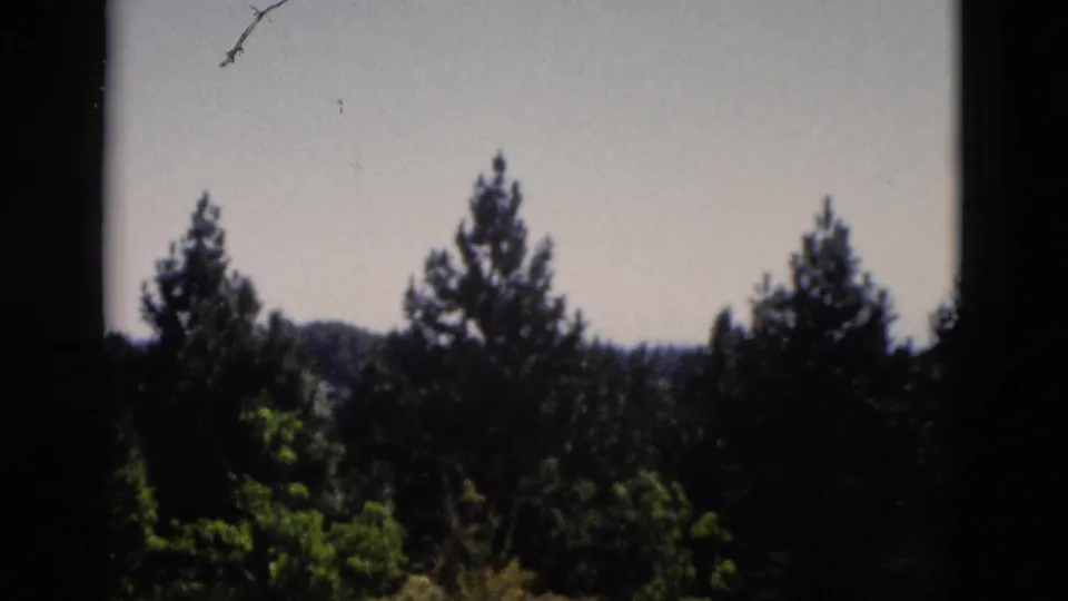 1958 Yellowstone-area home-movie frame of wind-stirred evergreens and distant wooded slopes, partly obscured by dark foreground framing.